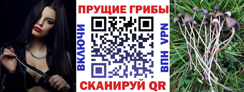 Псилоцибиновые грибы Cubensis  дарк нет Telegram  Тайга 