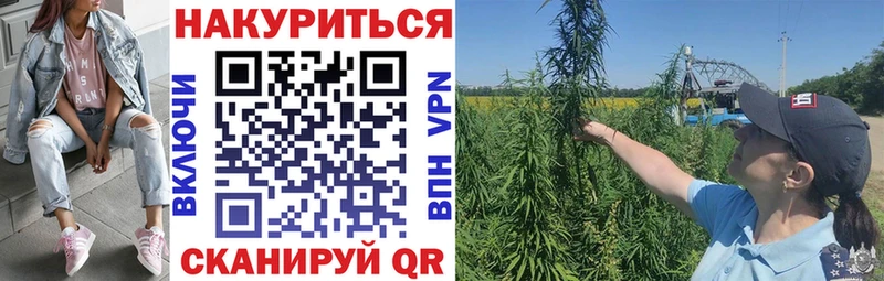 кракен сайт  Тайга  darknet Telegram  Канабис семена 